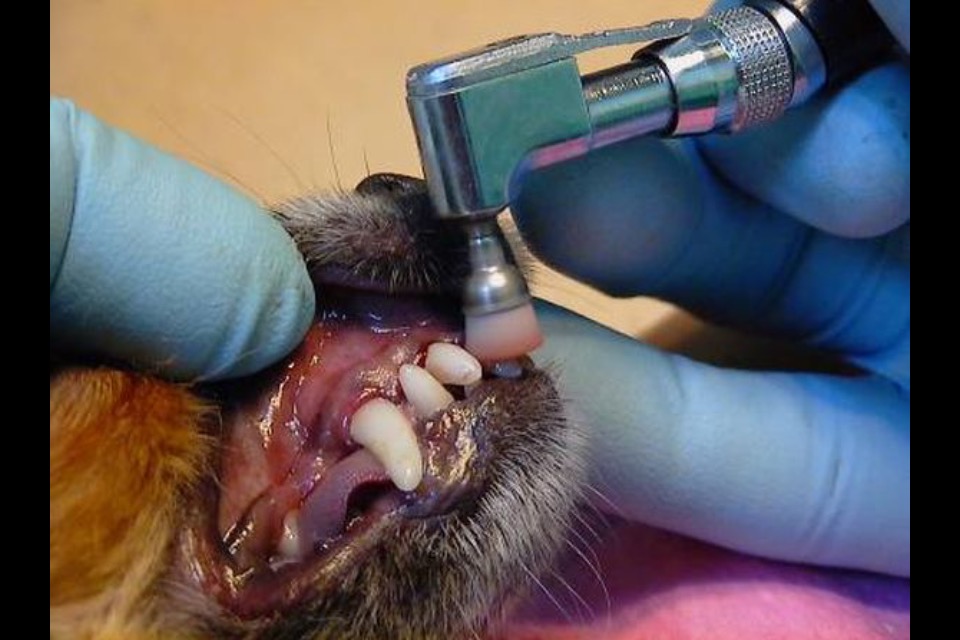 чистка зубов собаке